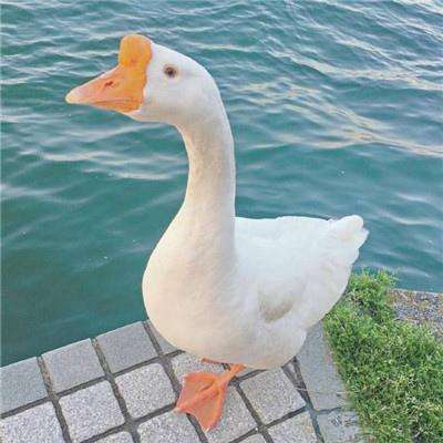 yabo888vip下载手机版